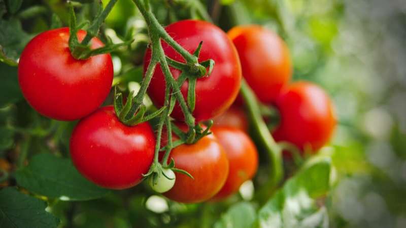Cà chua – loại quả tốt cho cơ thể mà bạn nên bổ sung hàng ngày