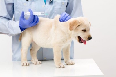 Tiêm thuốc trị ve chó có hại không và tác dụng phụ của thuốc trị ve chó