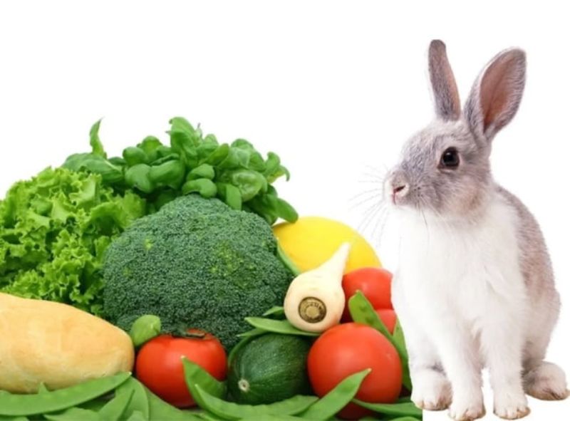 Cho thỏ ăn thực phẩm có nhiều dưỡng chất trong rau, củ, quả